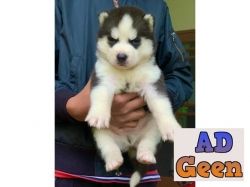 Siberian Husky Pups Blue Eyes For Sale Delhi